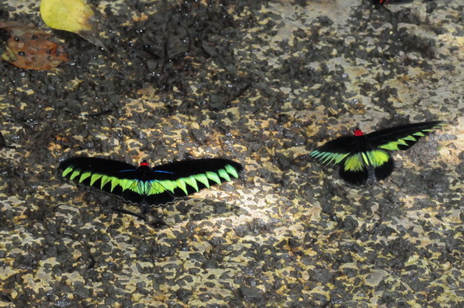 按此在新視窗瀏覽圖片