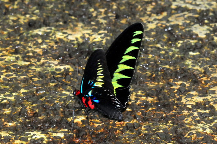 按此在新視窗瀏覽圖片