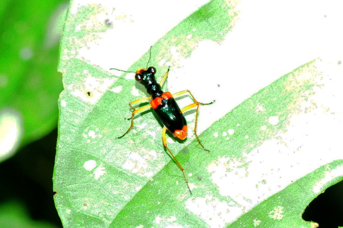 按此在新視窗瀏覽圖片