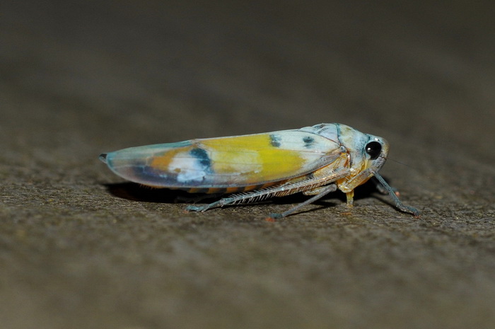 按此在新視窗瀏覽圖片