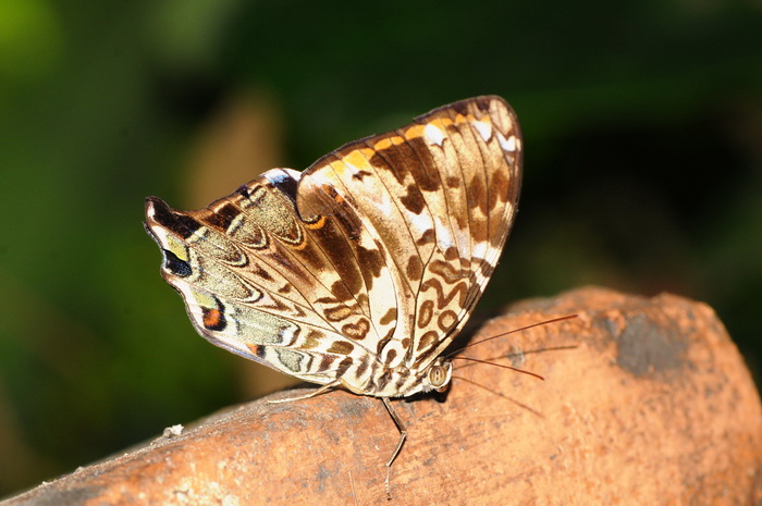 按此在新視窗瀏覽圖片