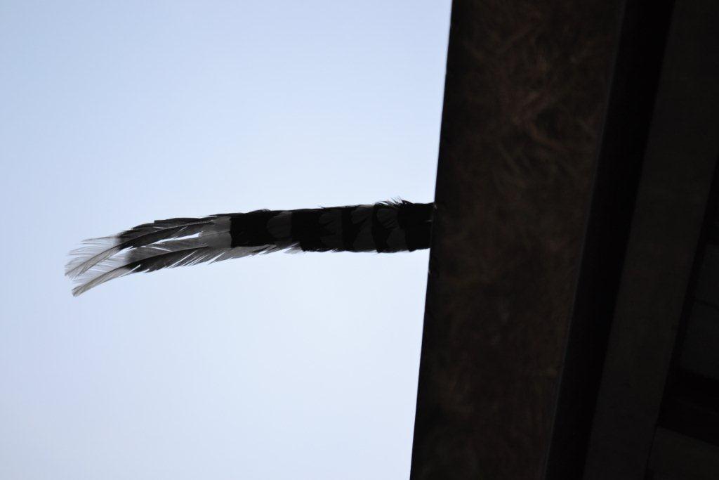 «ö¦¹¦b·sµøµ¡ÂsÄý¹Ï¤ù