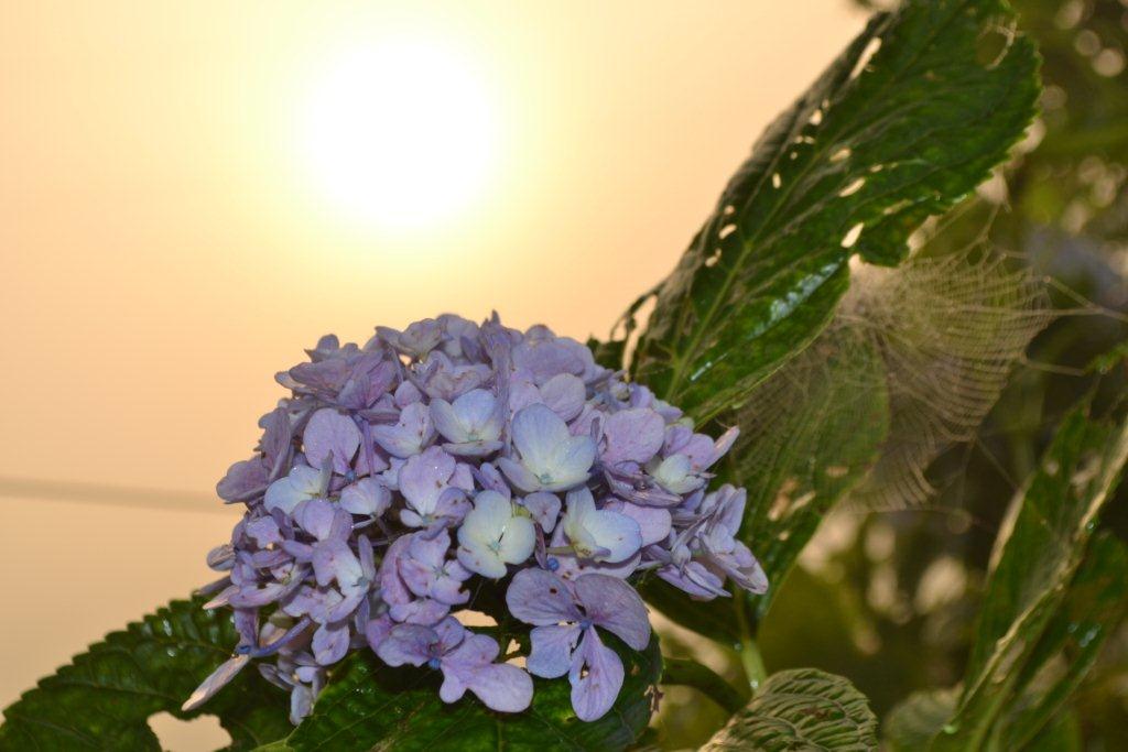 «ö¦¹¦b·sµøµ¡ÂsÄý¹Ï¤ù