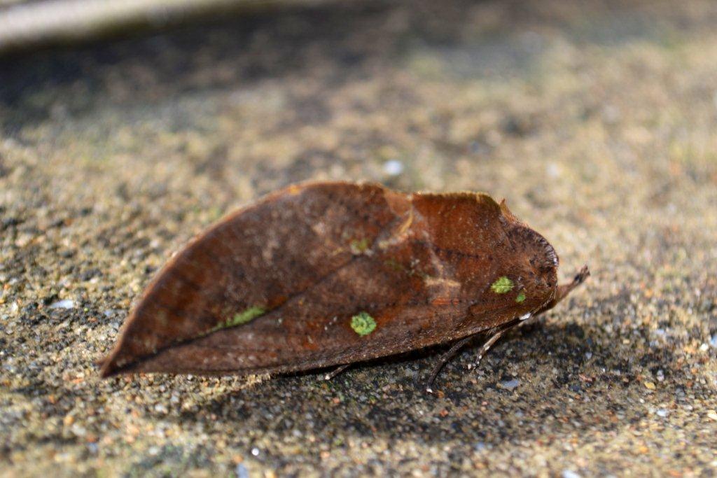 «ö¦¹¦b·sµøµ¡ÂsÄý¹Ï¤ù