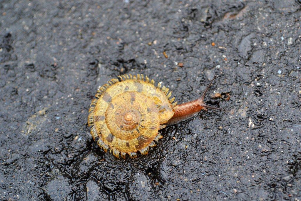 «ö¦¹¦b·sµøµ¡ÂsÄý¹Ï¤ù