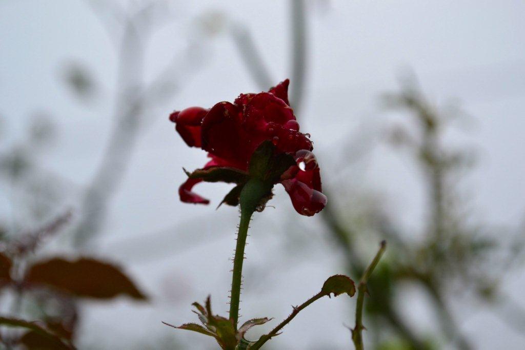 «ö¦¹¦b·sµøµ¡ÂsÄý¹Ï¤ù