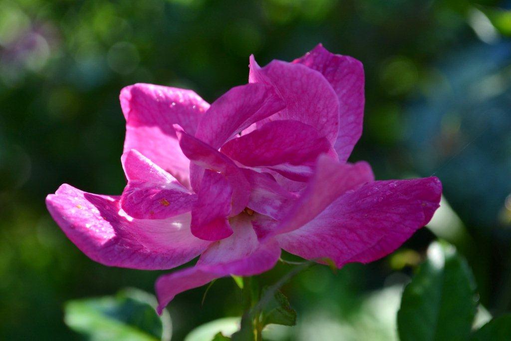 «ö¦¹¦b·sµøµ¡ÂsÄý¹Ï¤ù