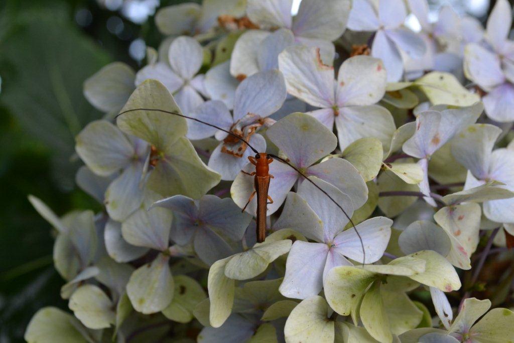 «ö¦¹¦b·sµøµ¡ÂsÄý¹Ï¤ù