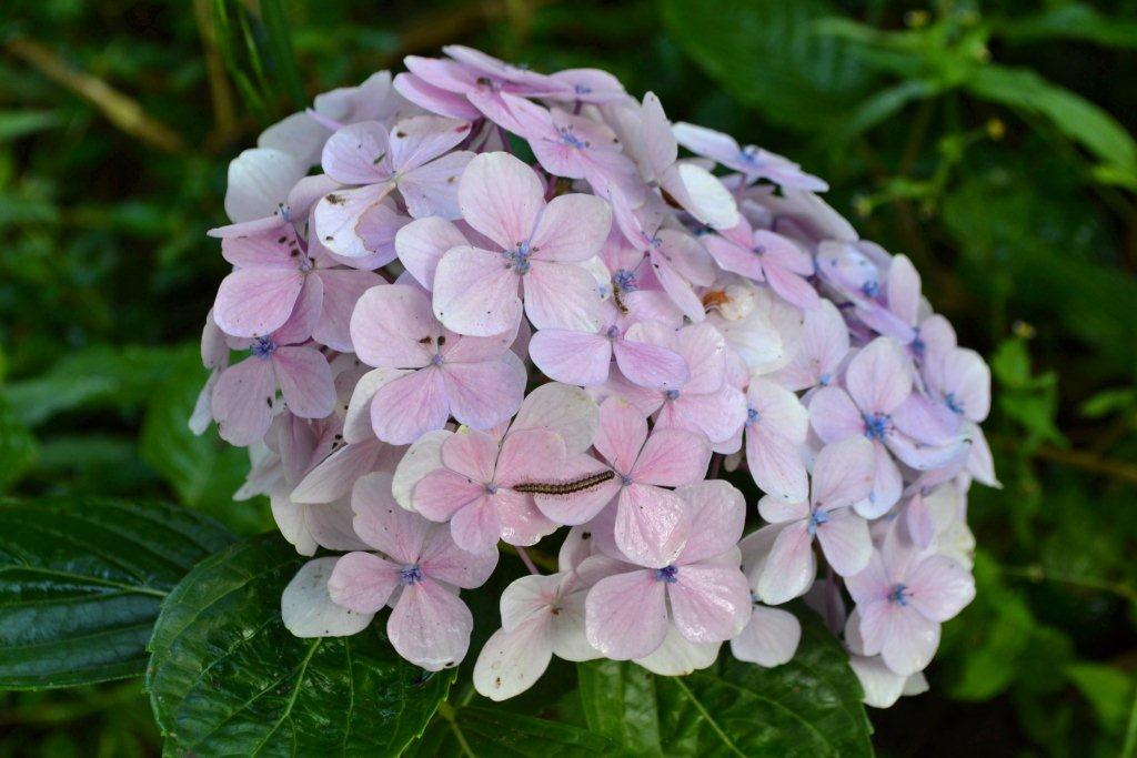 «ö¦¹¦b·sµøµ¡ÂsÄý¹Ï¤ù