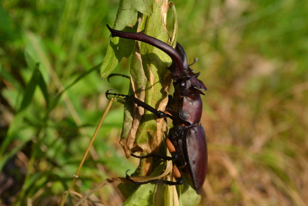 «ö¦¹¦b·sµøµ¡ÂsÄý¹Ï¤ù