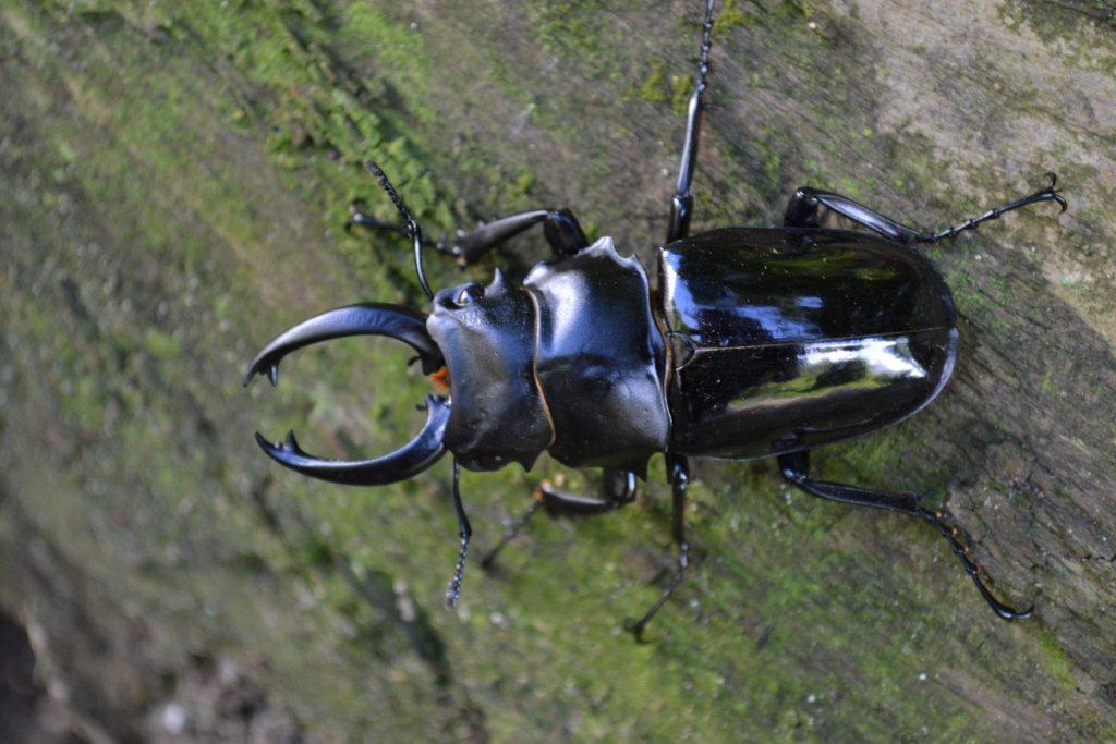 «ö¦¹¦b·sµøµ¡ÂsÄý¹Ï¤ù