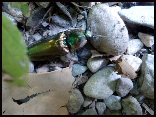 «ö¦¹¦b·sµøµ¡ÂsÄý¹Ï¤ù