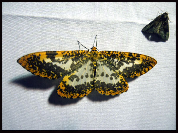 «ö¦¹¦b·sµøµ¡ÂsÄý¹Ï¤ù