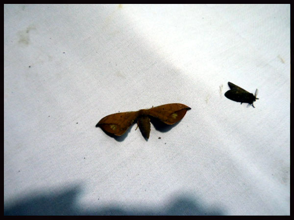 «ö¦¹¦b·sµøµ¡ÂsÄý¹Ï¤ù