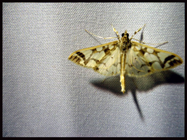 «ö¦¹¦b·sµøµ¡ÂsÄý¹Ï¤ù