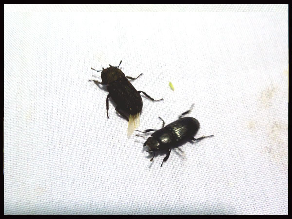 «ö¦¹¦b·sµøµ¡ÂsÄý¹Ï¤ù