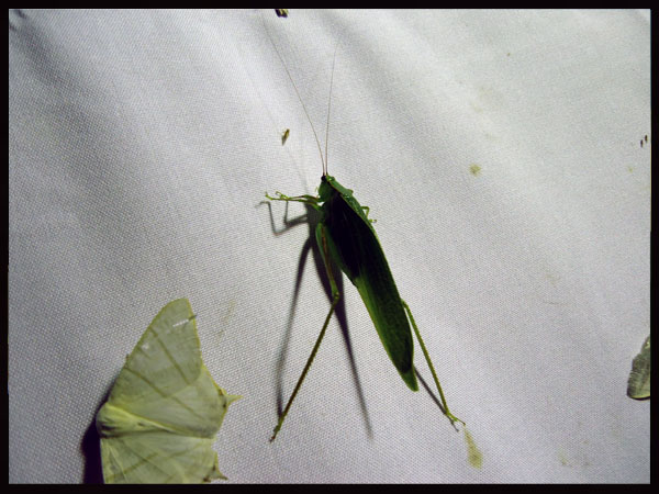 «ö¦¹¦b·sµøµ¡ÂsÄý¹Ï¤ù