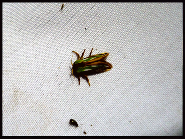 «ö¦¹¦b·sµøµ¡ÂsÄý¹Ï¤ù