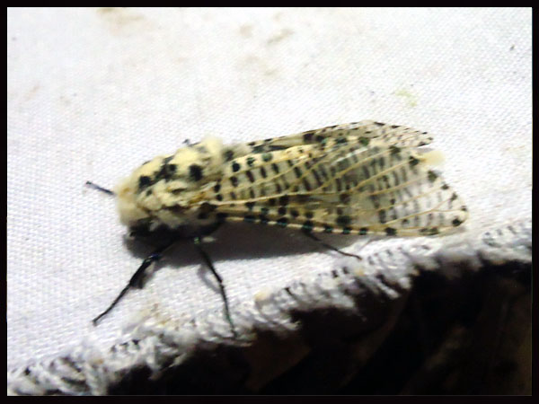 «ö¦¹¦b·sµøµ¡ÂsÄý¹Ï¤ù