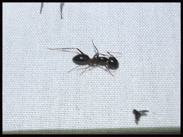 «ö¦¹¦b·sµøµ¡ÂsÄý¹Ï¤ù