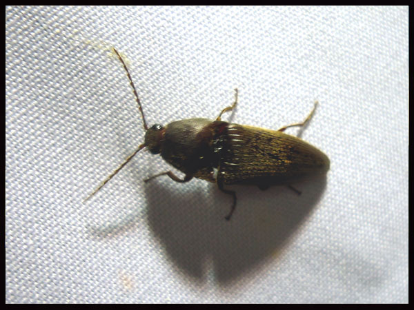 «ö¦¹¦b·sµøµ¡ÂsÄý¹Ï¤ù