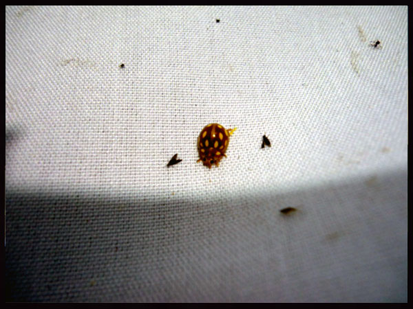 «ö¦¹¦b·sµøµ¡ÂsÄý¹Ï¤ù