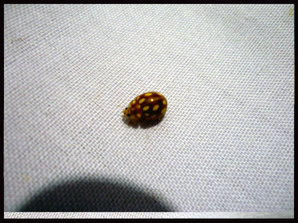 «ö¦¹¦b·sµøµ¡ÂsÄý¹Ï¤ù