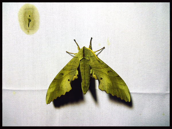 «ö¦¹¦b·sµøµ¡ÂsÄý¹Ï¤ù