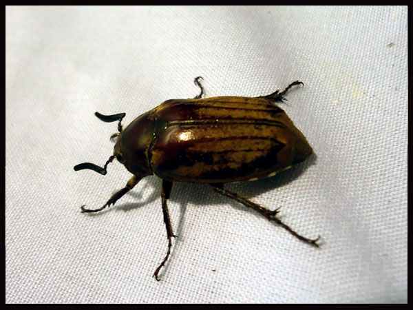 «ö¦¹¦b·sµøµ¡ÂsÄý¹Ï¤ù