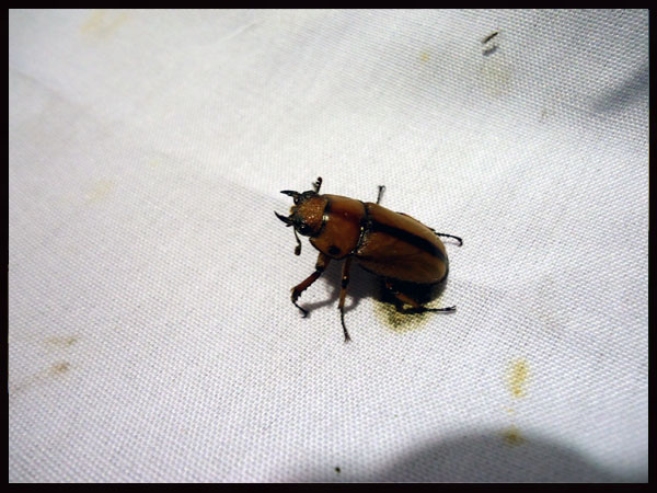 «ö¦¹¦b·sµøµ¡ÂsÄý¹Ï¤ù