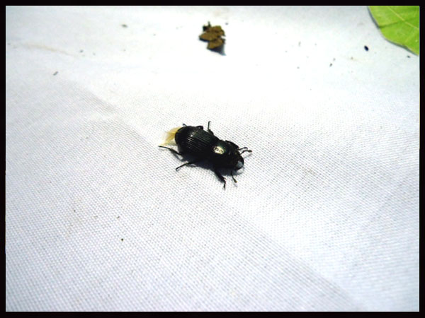 «ö¦¹¦b·sµøµ¡ÂsÄý¹Ï¤ù