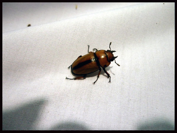 «ö¦¹¦b·sµøµ¡ÂsÄý¹Ï¤ù