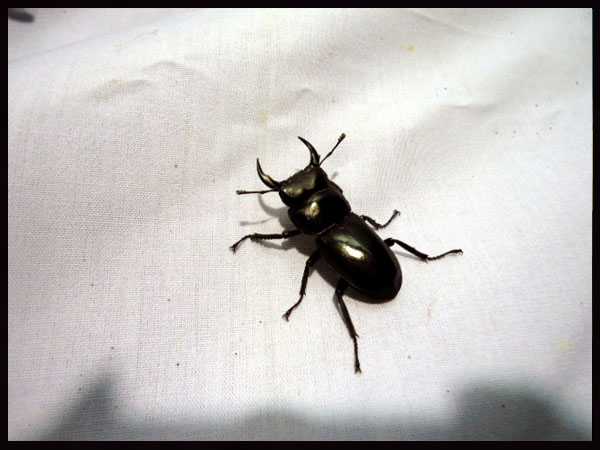 «ö¦¹¦b·sµøµ¡ÂsÄý¹Ï¤ù