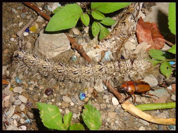 «ö¦¹¦b·sµøµ¡ÂsÄý¹Ï¤ù