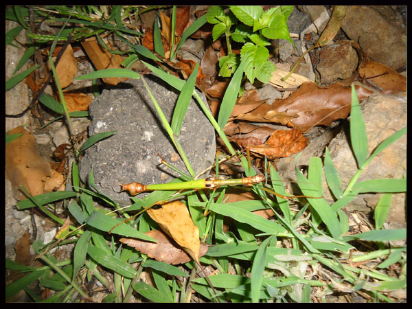 «ö¦¹¦b·sµøµ¡ÂsÄý¹Ï¤ù