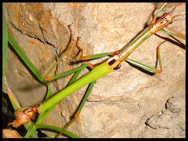 «ö¦¹¦b·sµøµ¡ÂsÄý¹Ï¤ù