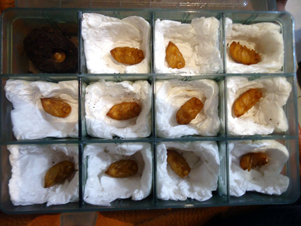 «ö¦¹¦b·sµøµ¡ÂsÄý¹Ï¤ù