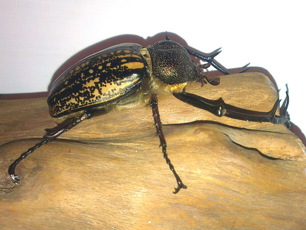 «ö¦¹¦b·sµøµ¡ÂsÄý¹Ï¤ù