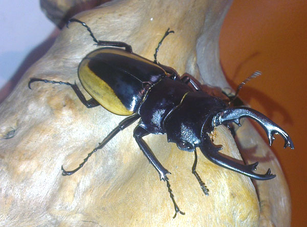 «ö¦¹¦b·sµøµ¡ÂsÄý¹Ï¤ù