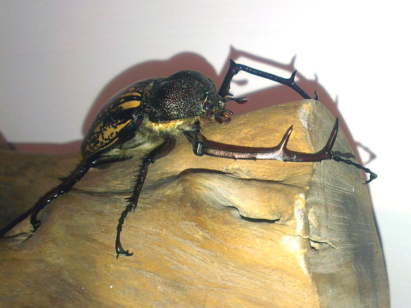 «ö¦¹¦b·sµøµ¡ÂsÄý¹Ï¤ù