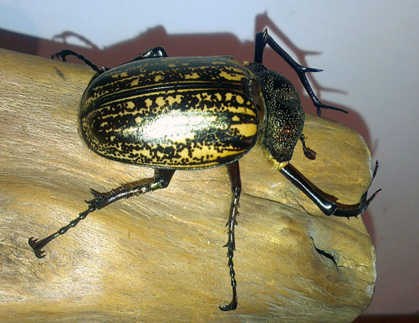 «ö¦¹¦b·sµøµ¡ÂsÄý¹Ï¤ù