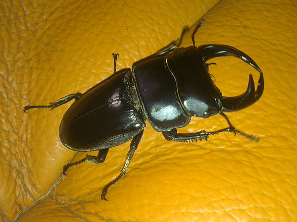 «ö¦¹¦b·sµøµ¡ÂsÄý¹Ï¤ù