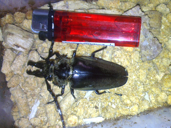 «ö¦¹¦b·sµøµ¡ÂsÄý¹Ï¤ù