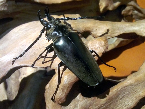 «ö¦¹¦b·sµøµ¡ÂsÄý¹Ï¤ù