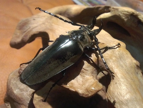 «ö¦¹¦b·sµøµ¡ÂsÄý¹Ï¤ù