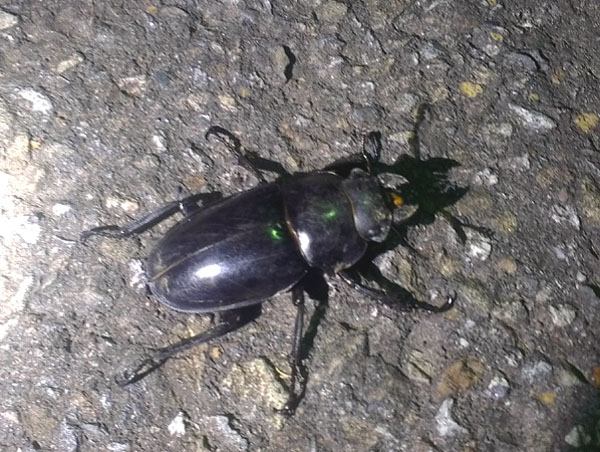 «ö¦¹¦b·sµøµ¡ÂsÄý¹Ï¤ù