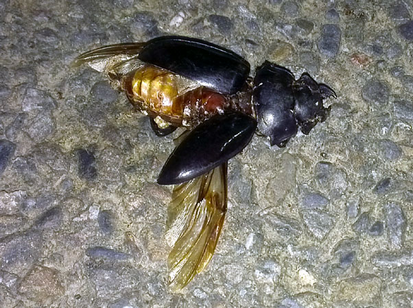 «ö¦¹¦b·sµøµ¡ÂsÄý¹Ï¤ù