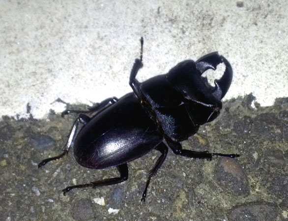 «ö¦¹¦b·sµøµ¡ÂsÄý¹Ï¤ù