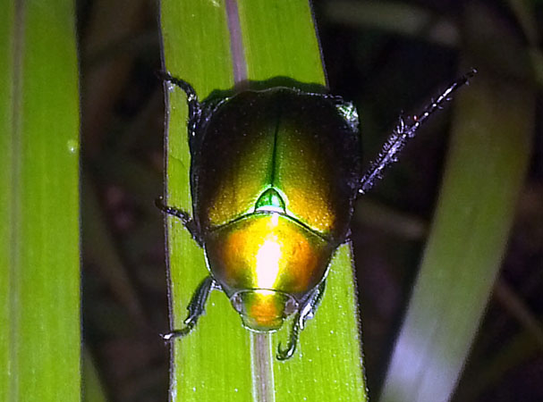 «ö¦¹¦b·sµøµ¡ÂsÄý¹Ï¤ù