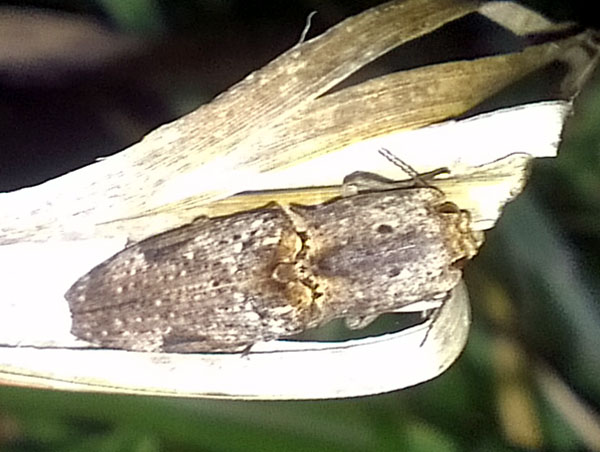 «ö¦¹¦b·sµøµ¡ÂsÄý¹Ï¤ù